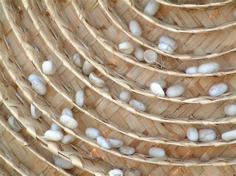 high quality silk requires that the cocoons are collected